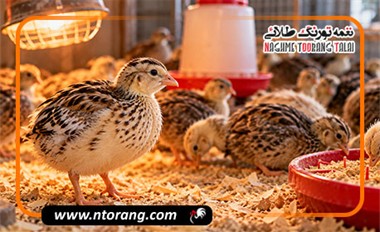 دمای مناسب پرورش بلدرچین در سنین مختلف؛ از جوجه یک‌روزه تا بالغ